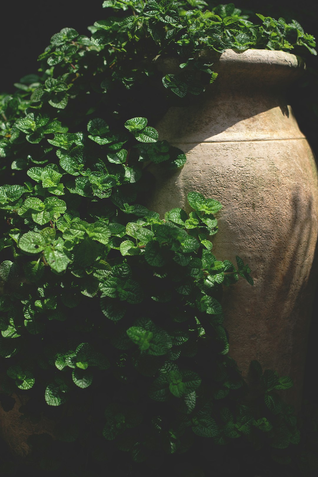 green-leafed plant