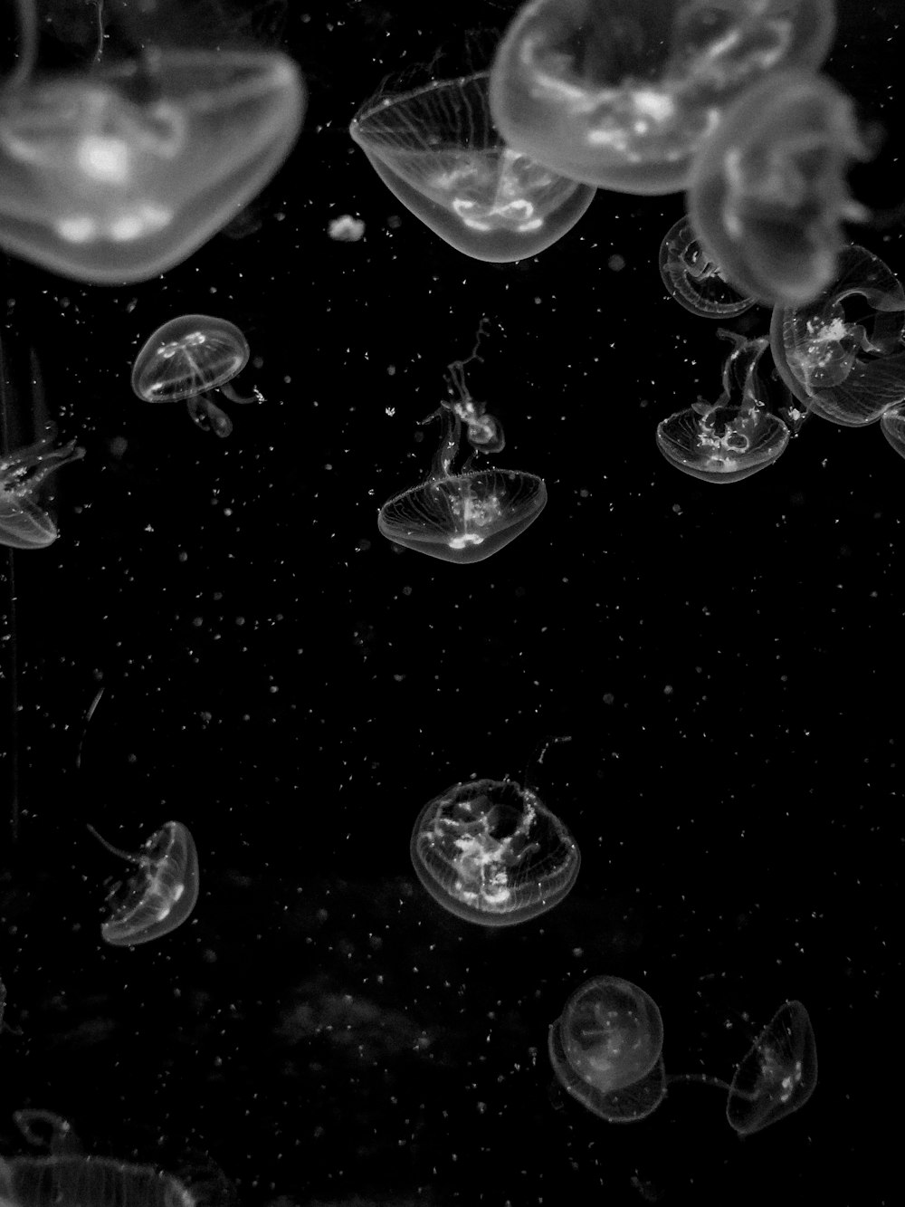 jellyfishes photo