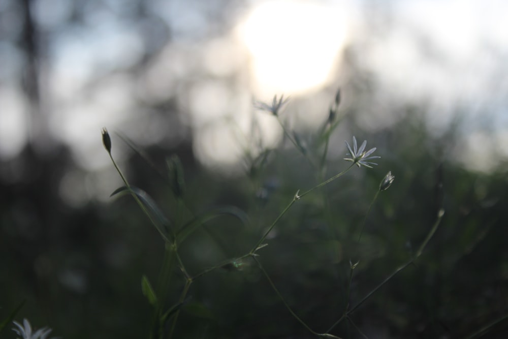 a close up of a plant with the sun in the background