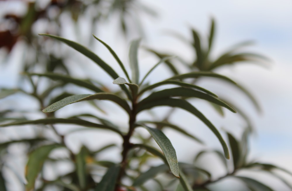 green leafed plant