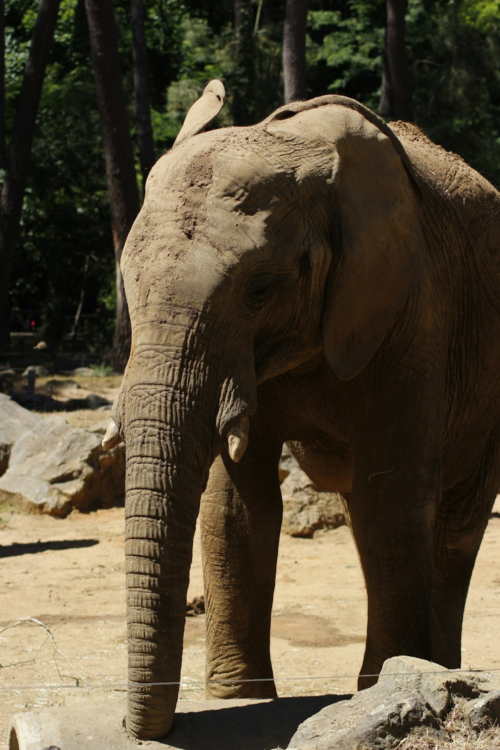 Elefante marrone vicino agli alberi durante il giorno