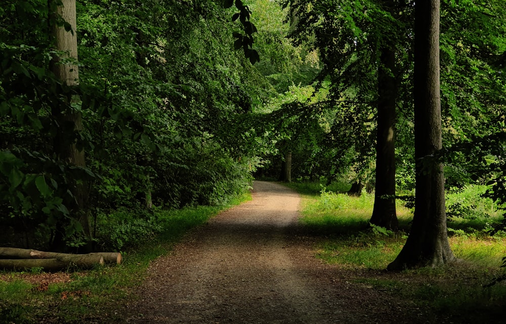 pathway between trees