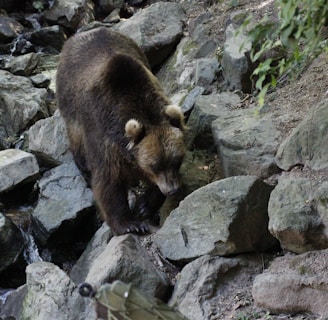 Photographie d'un ours dans des éboulements rocheux.