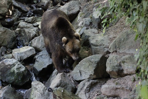 Photographie d'un ours dans des éboulements rocheux.