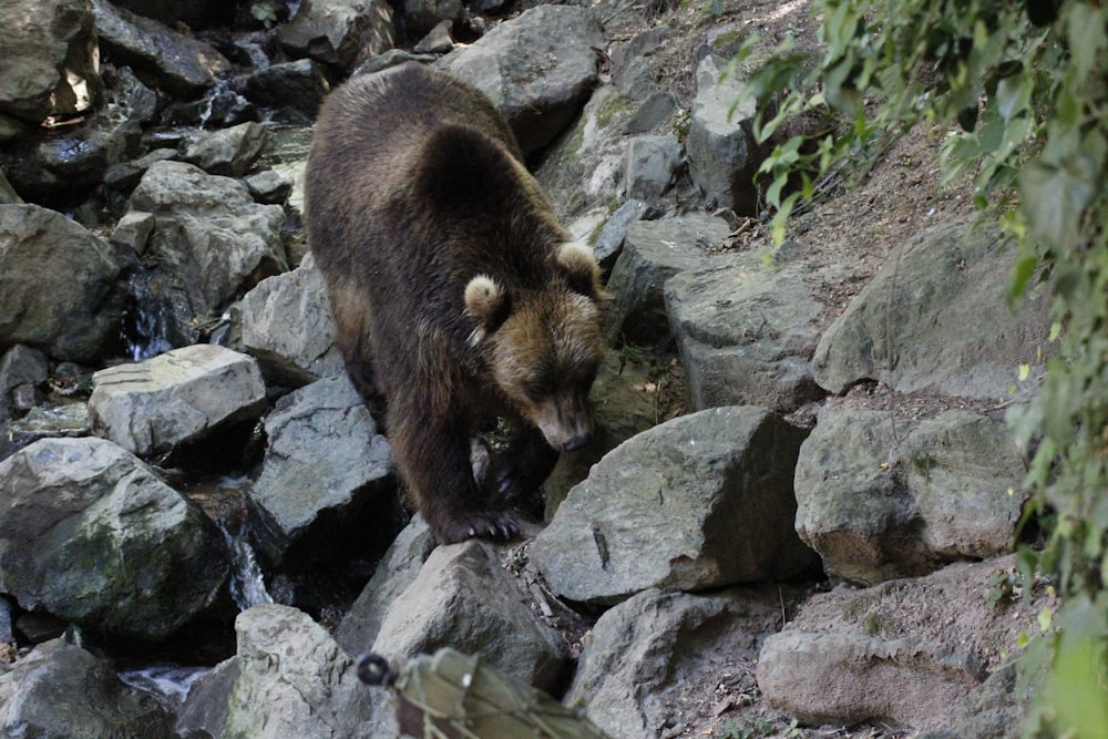 Orso bruno e nero