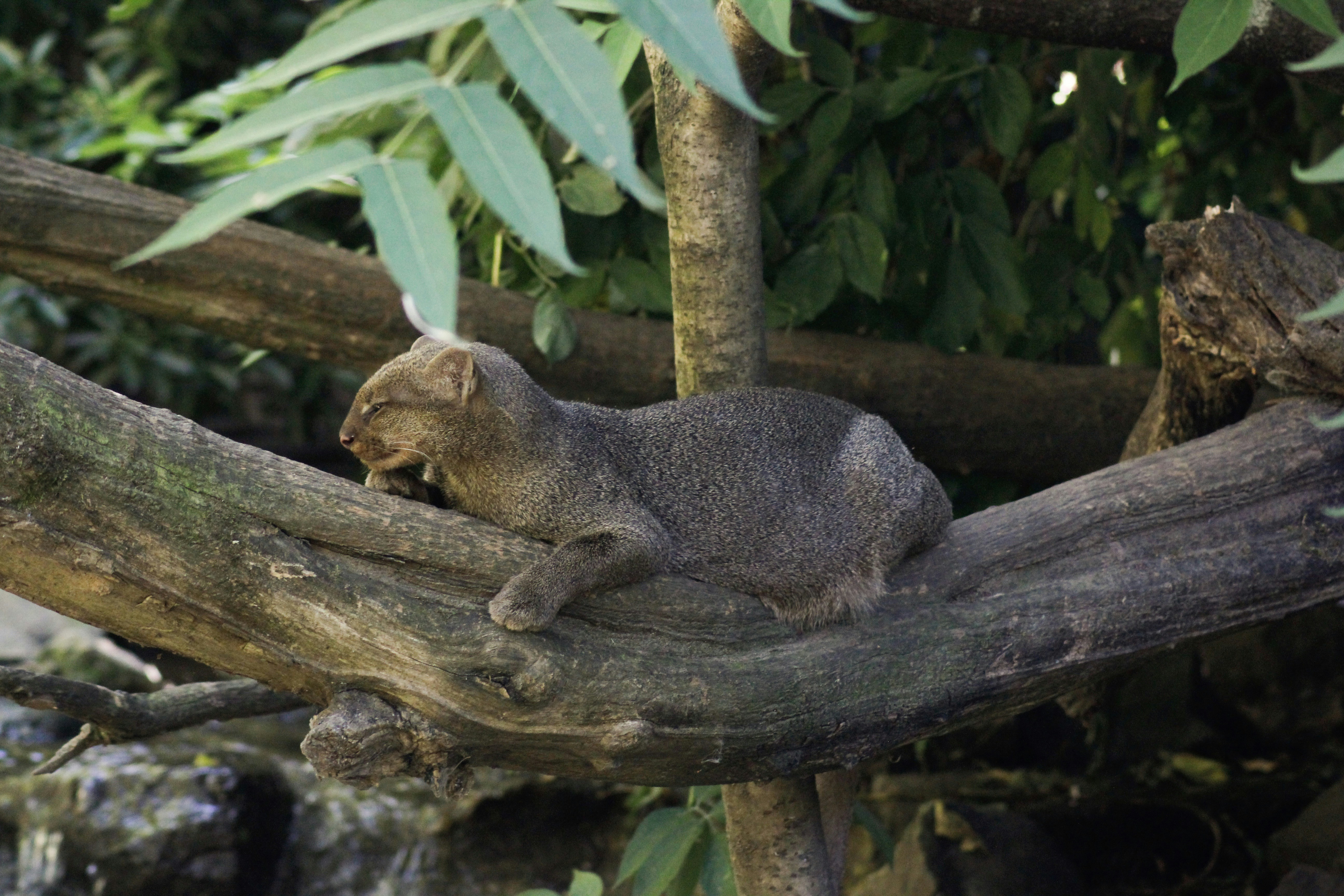 Jaguarundi: The Social Butterfly (image credits: unsplash)