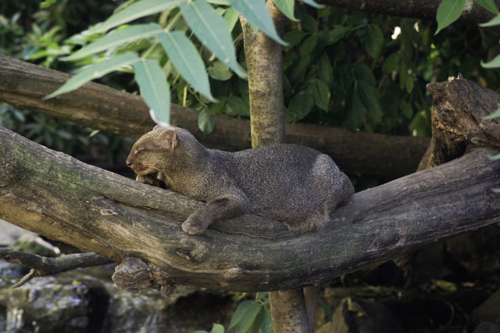 animale grigio in un albero durante il giorno