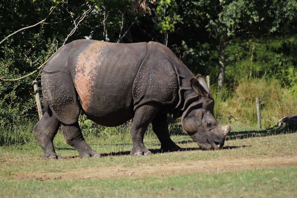 rinoceronte marrone che mangia erba