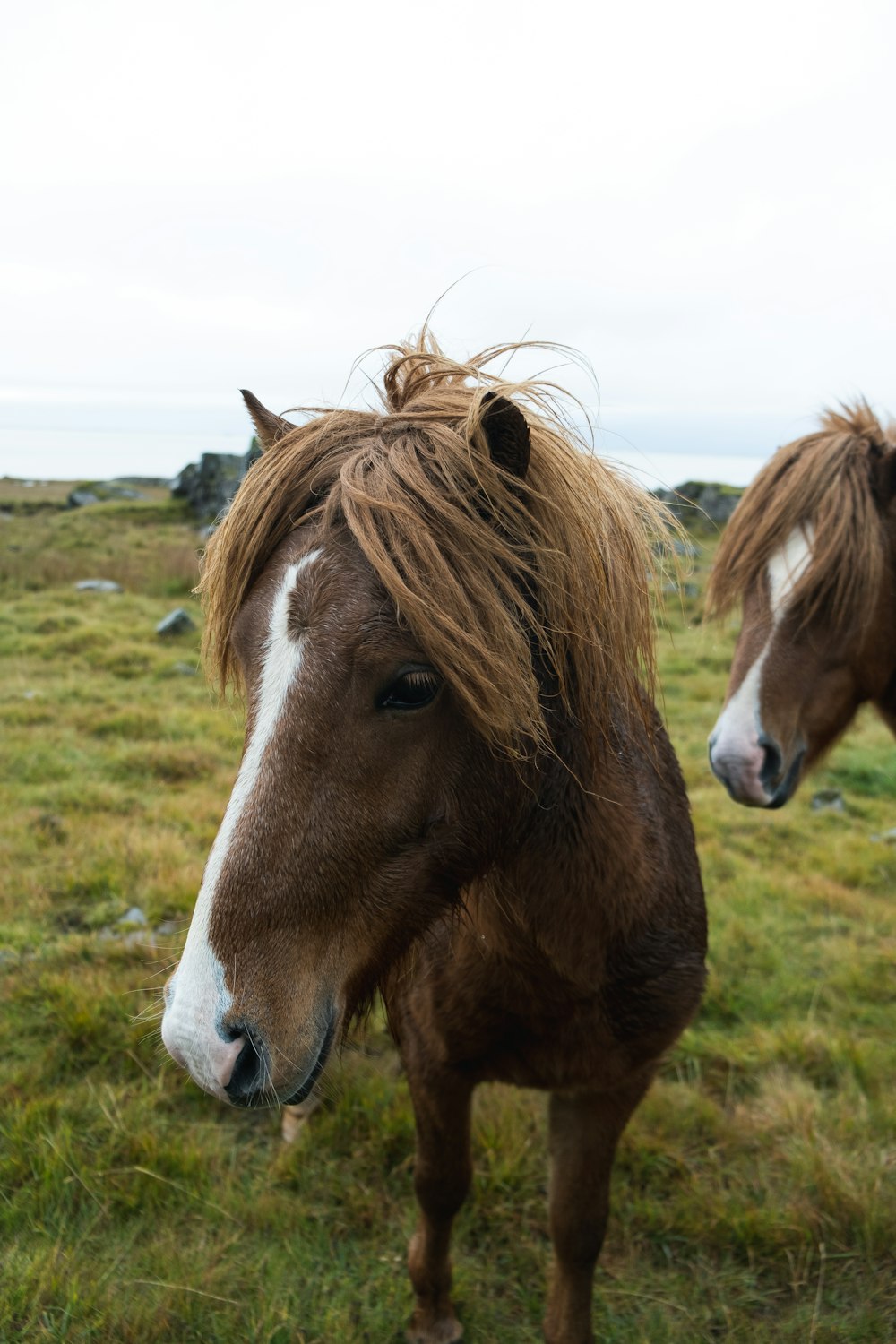 brown horses on field