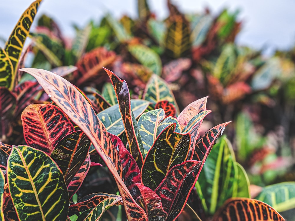 brown and green plant