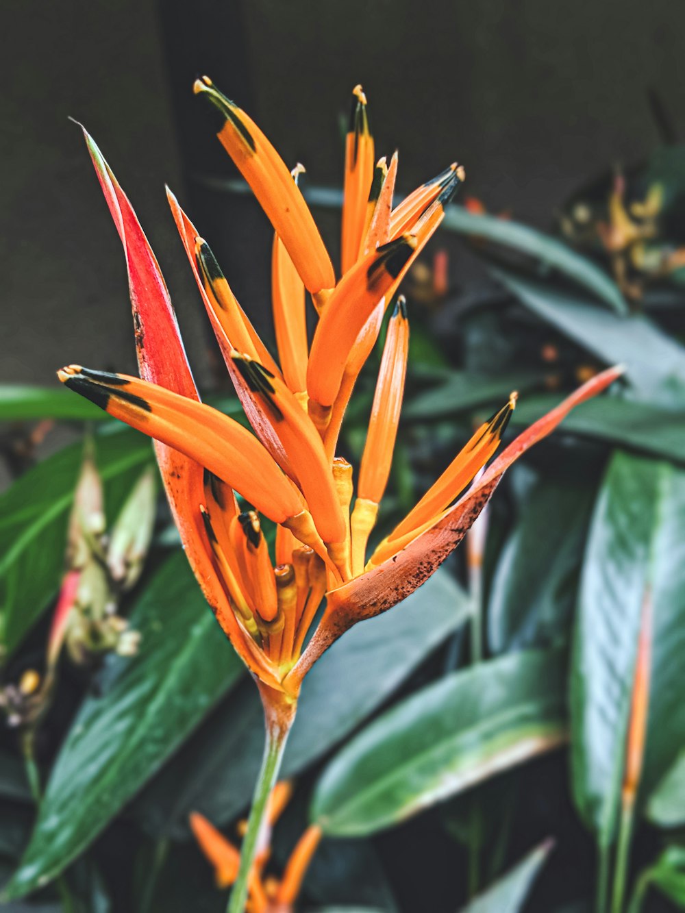 orange plant close-up photography