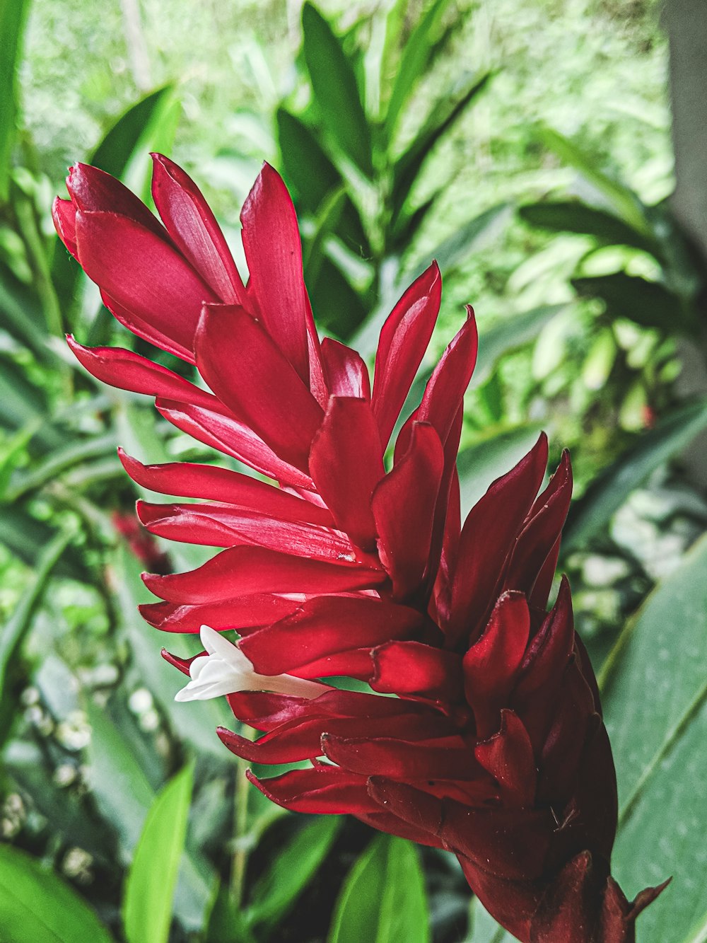 red flowers in bloom