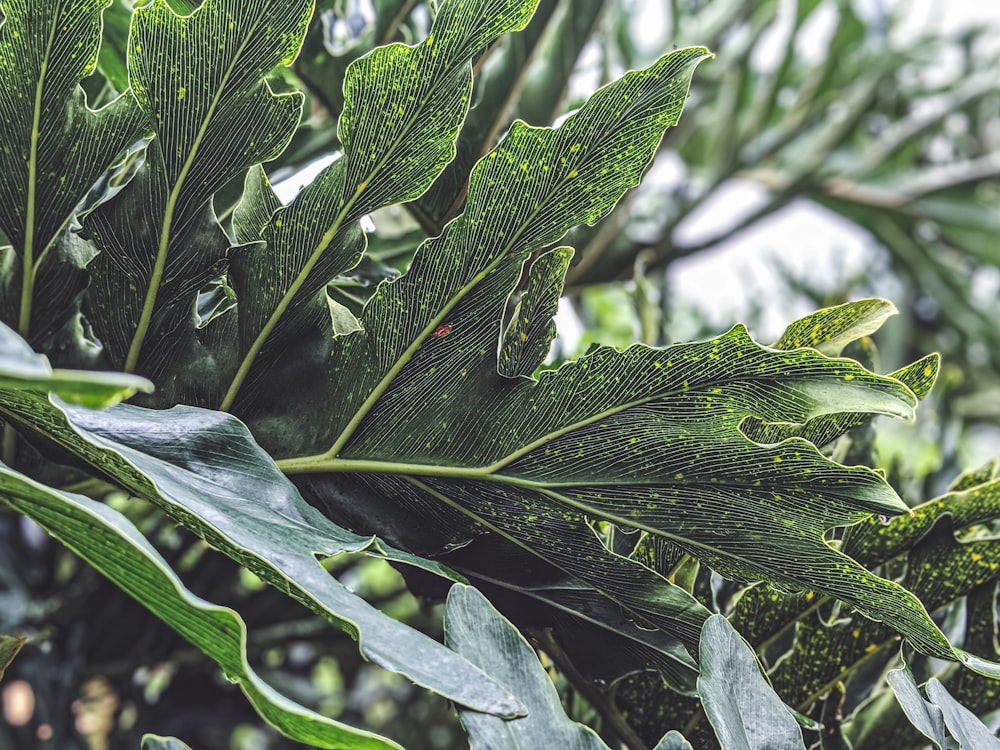 green plants in macro photography