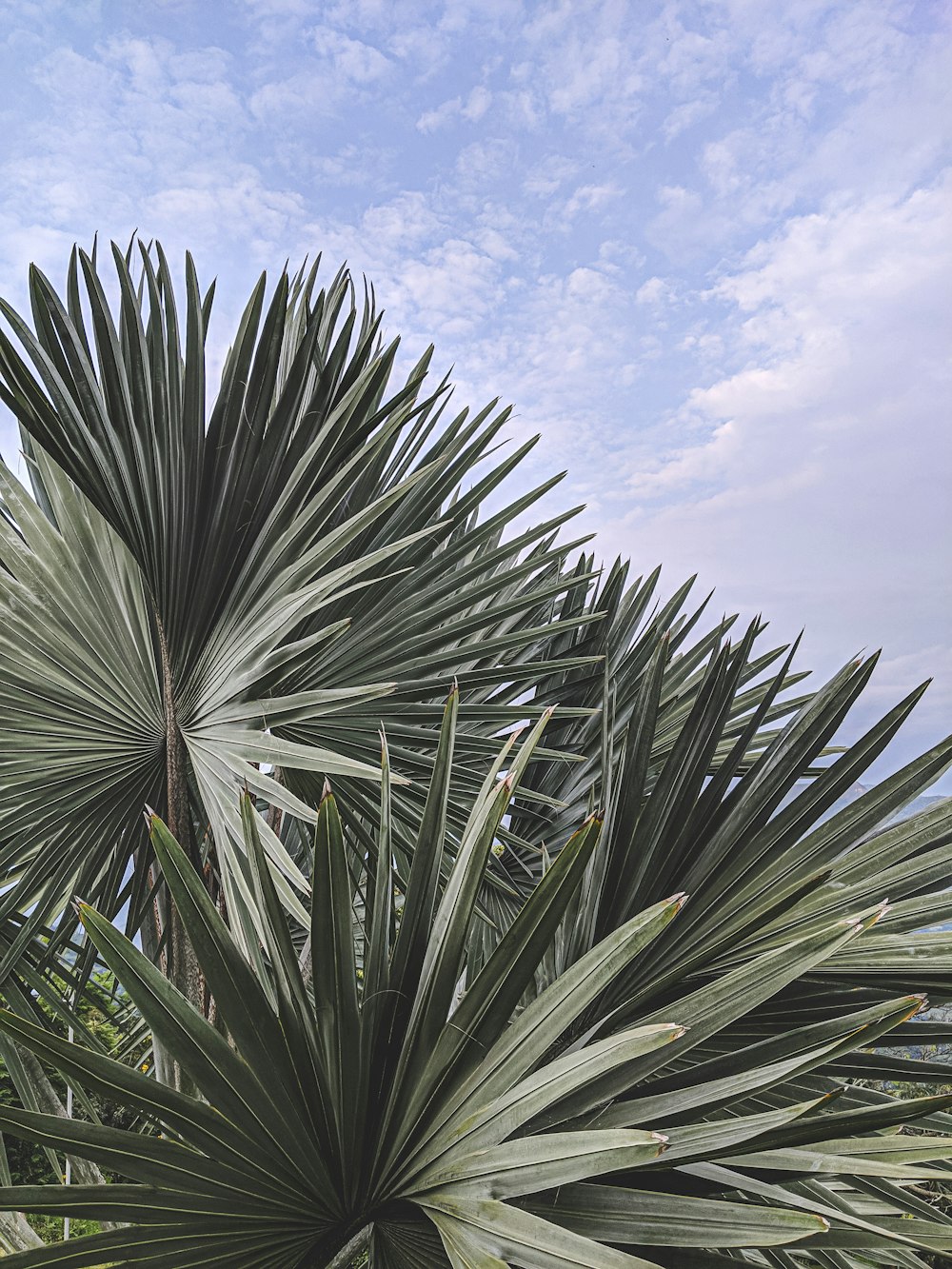 green leafed plant