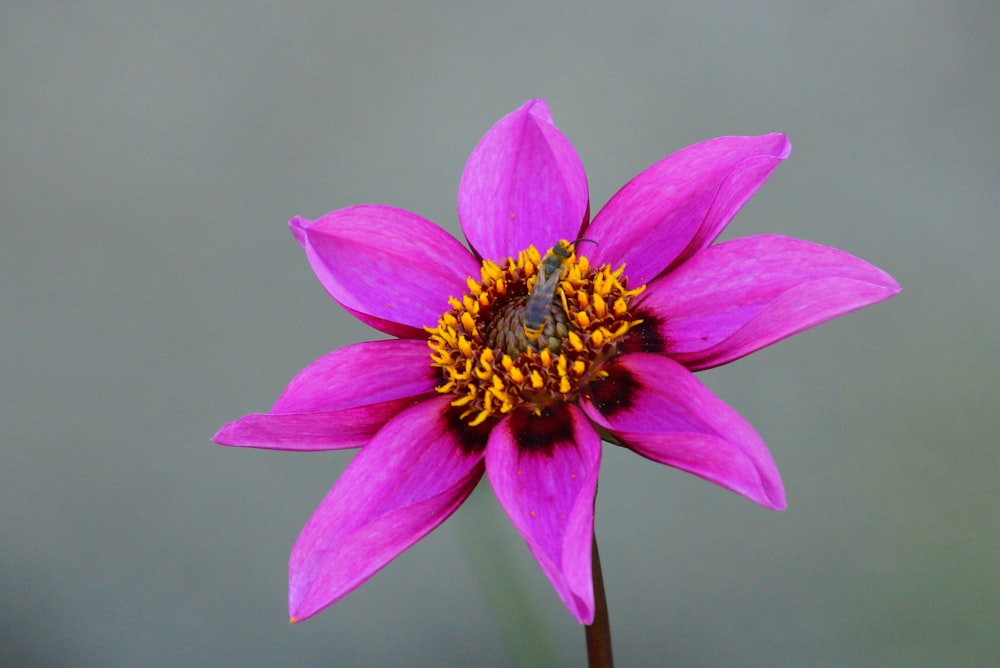 purple petaled flower