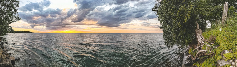 body of water near tree