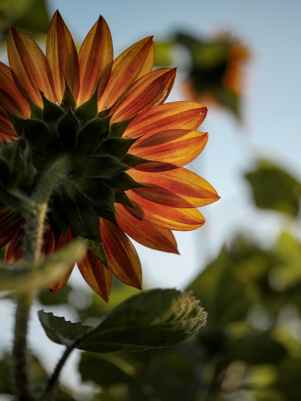 Macrophotographie de tournesol jaune