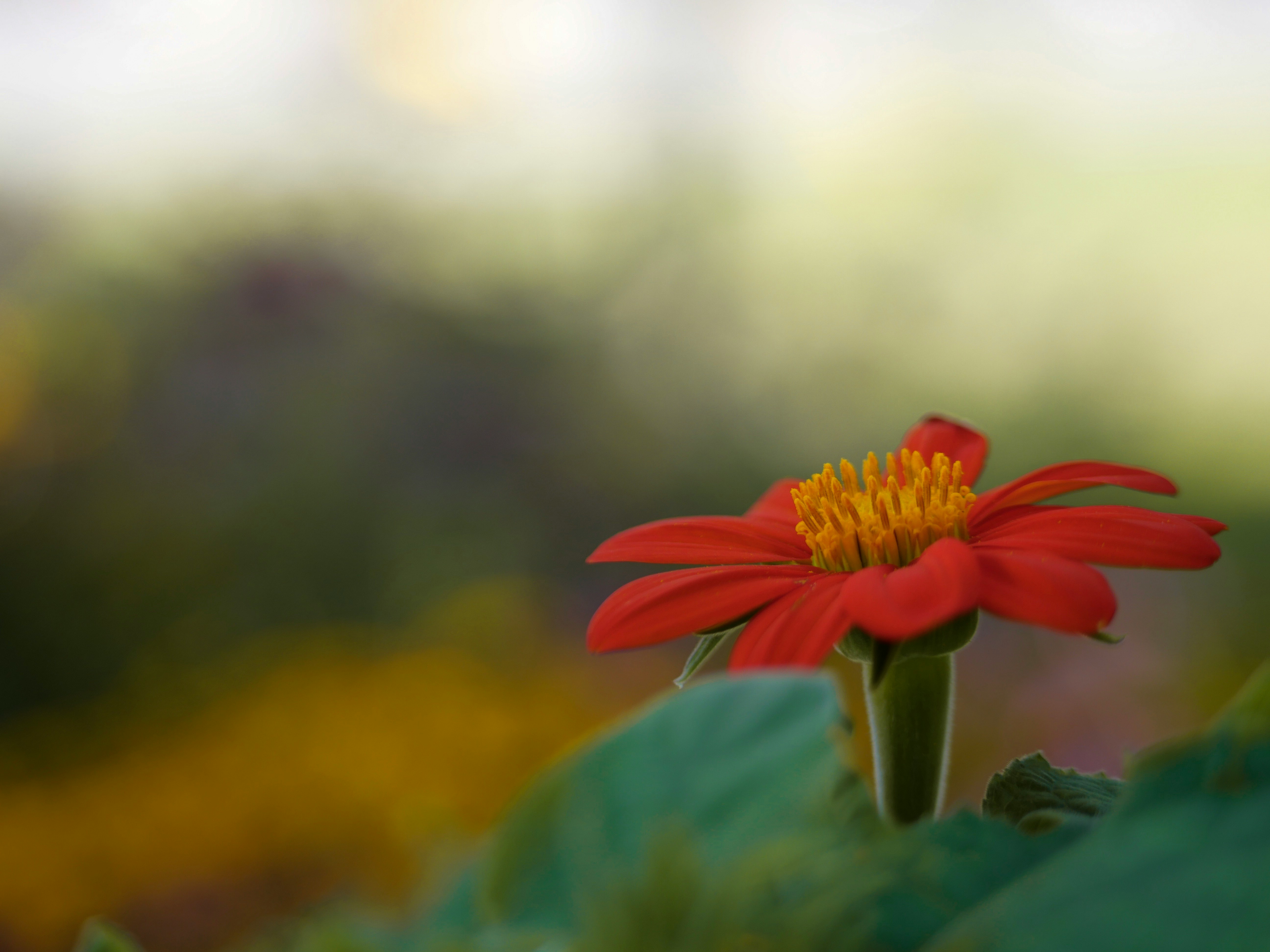 orange-petaled flower