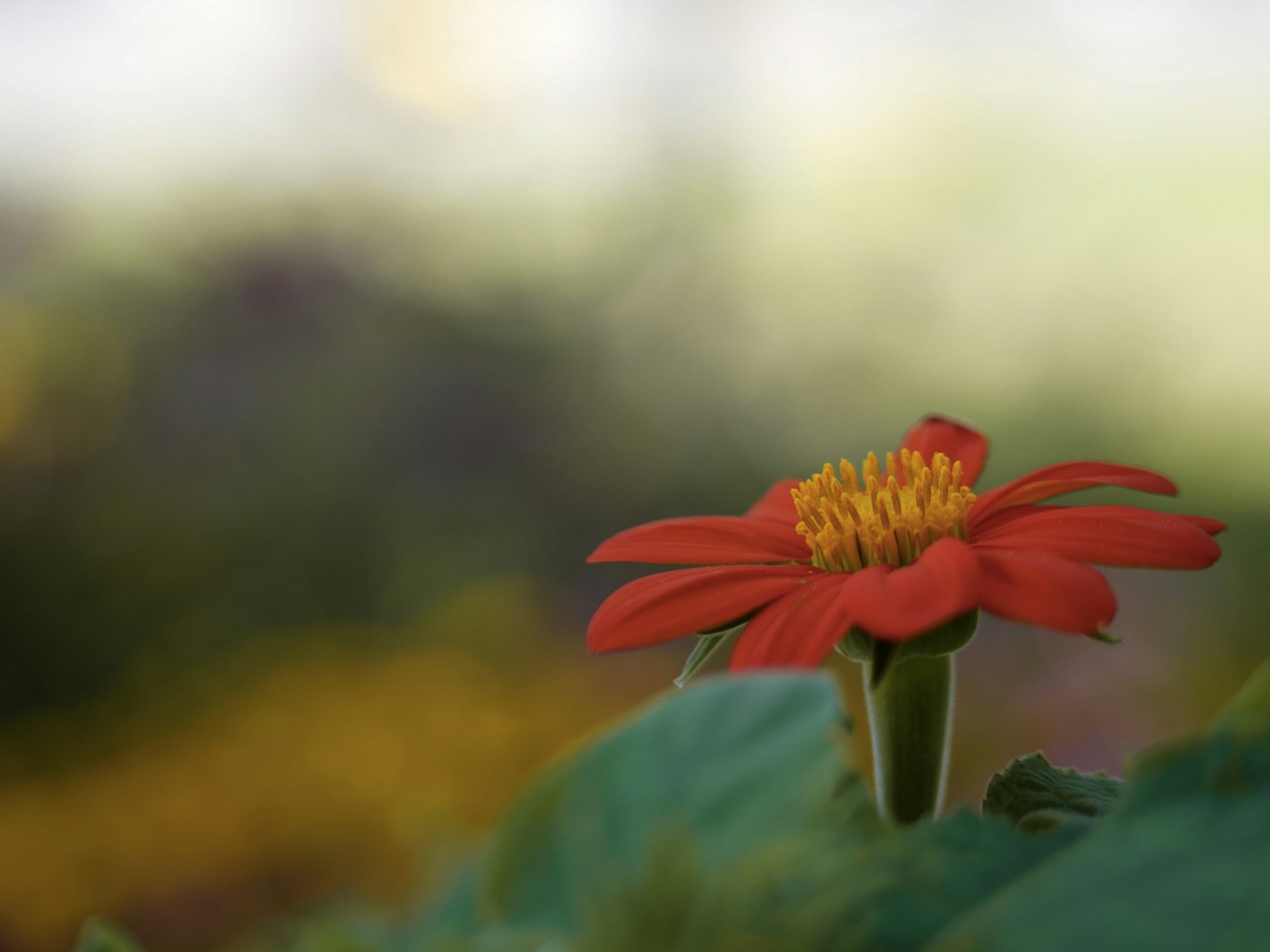 Panasonic Lumix DC-GX9 + Panasonic Lumix G 42.5mm F1.7 ASPH Power OIS sample photo. Orange-petaled flower photography