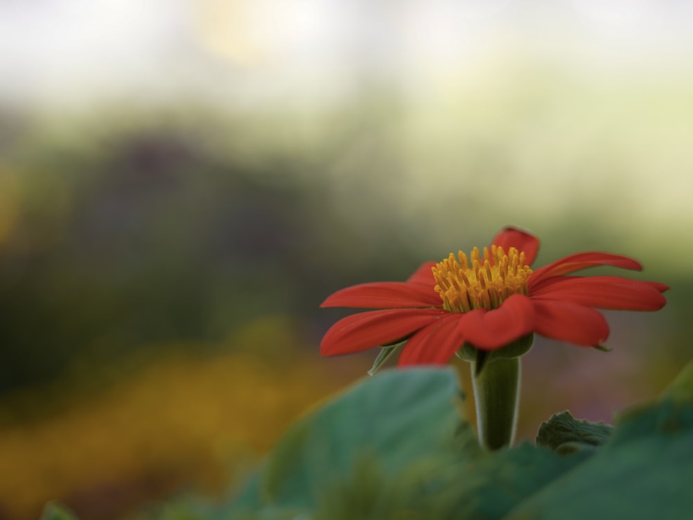 orange-petaled flower