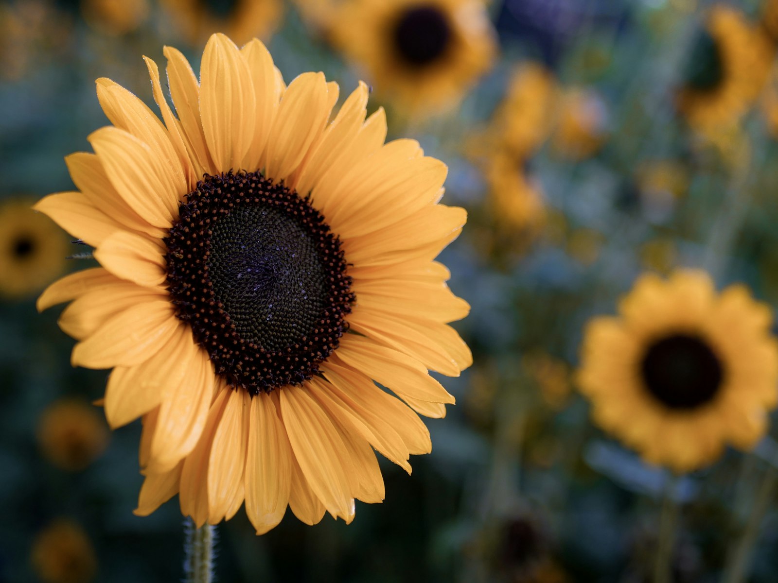 Panasonic Lumix DC-GX9 + LUMIX G 25/F1.7 sample photo. Yellow and black sunflower photography