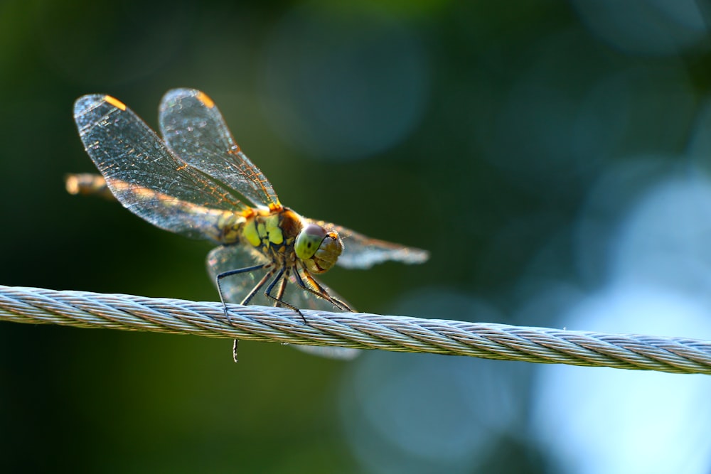 brown and green dragonfly