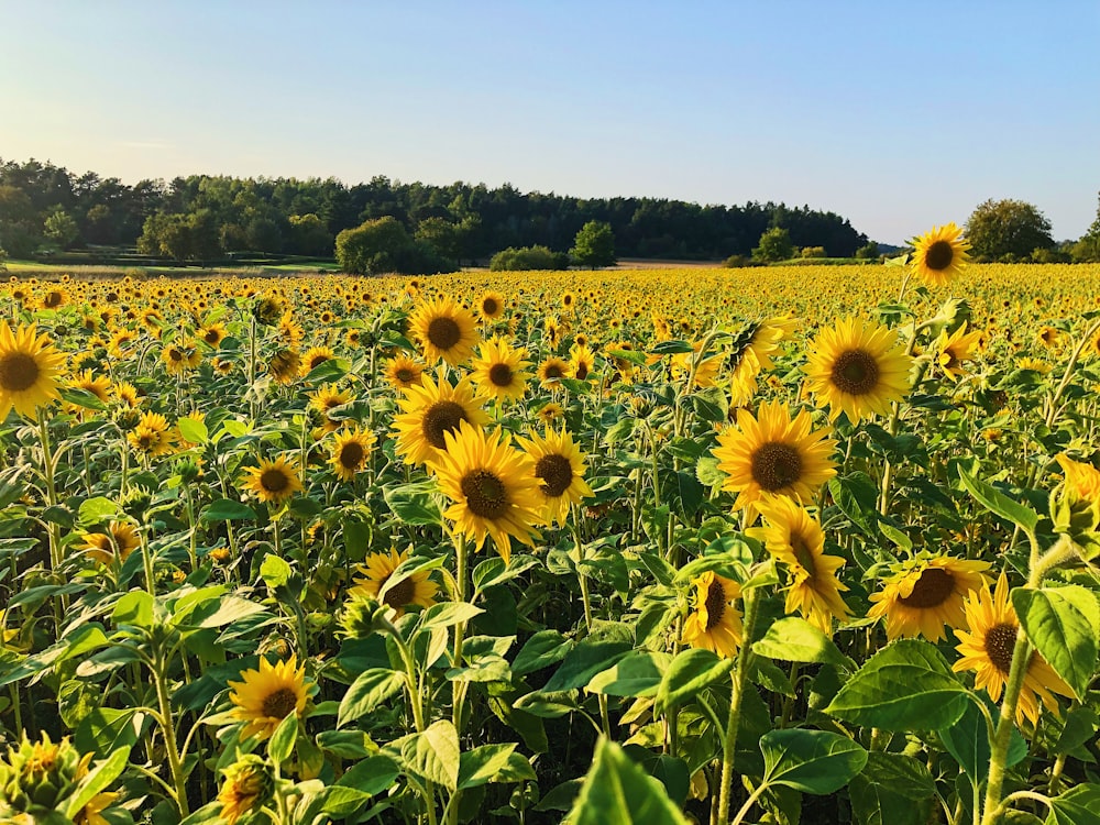landscape photography of sunflower field