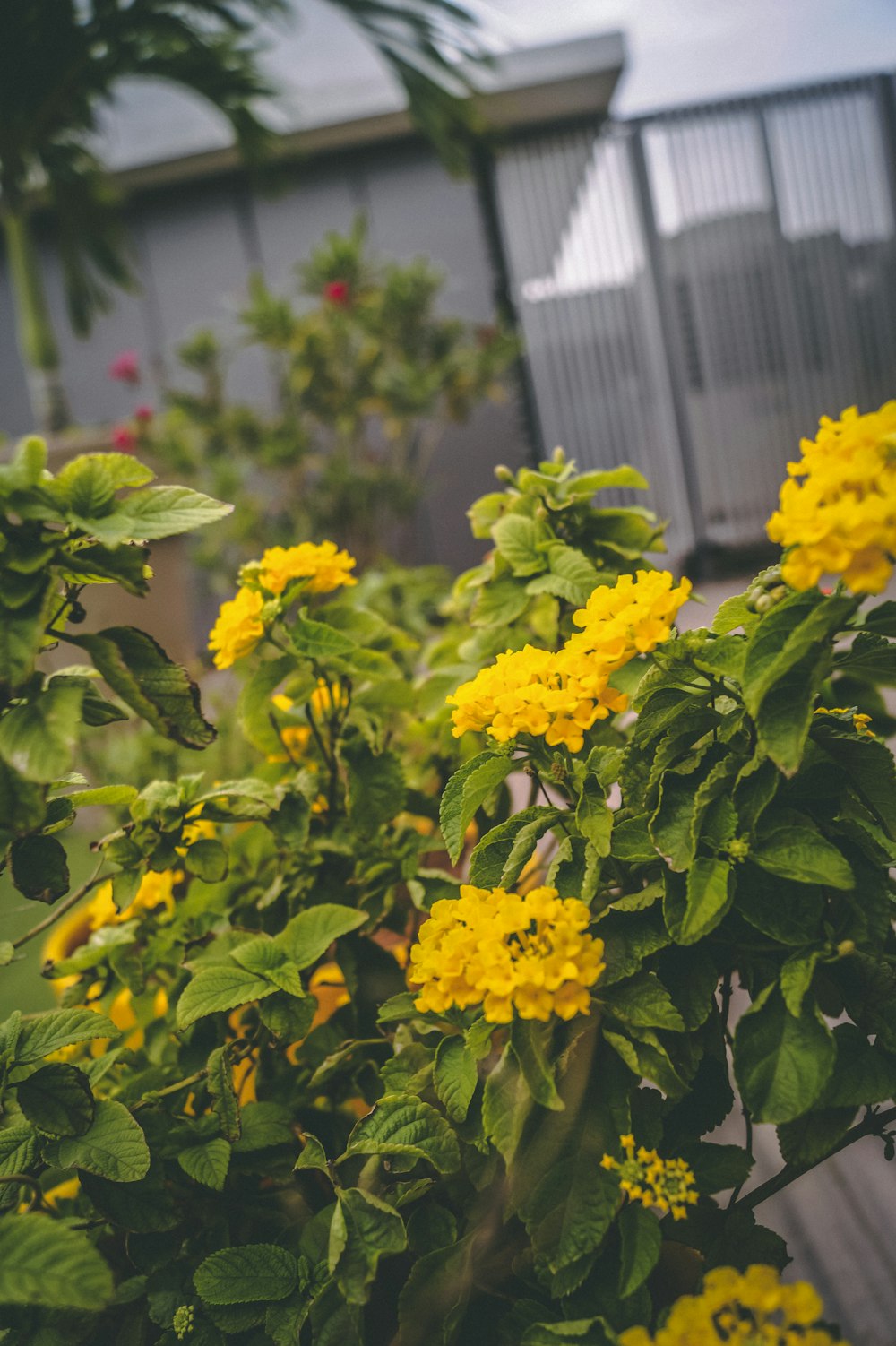 yellow petaled flower plant