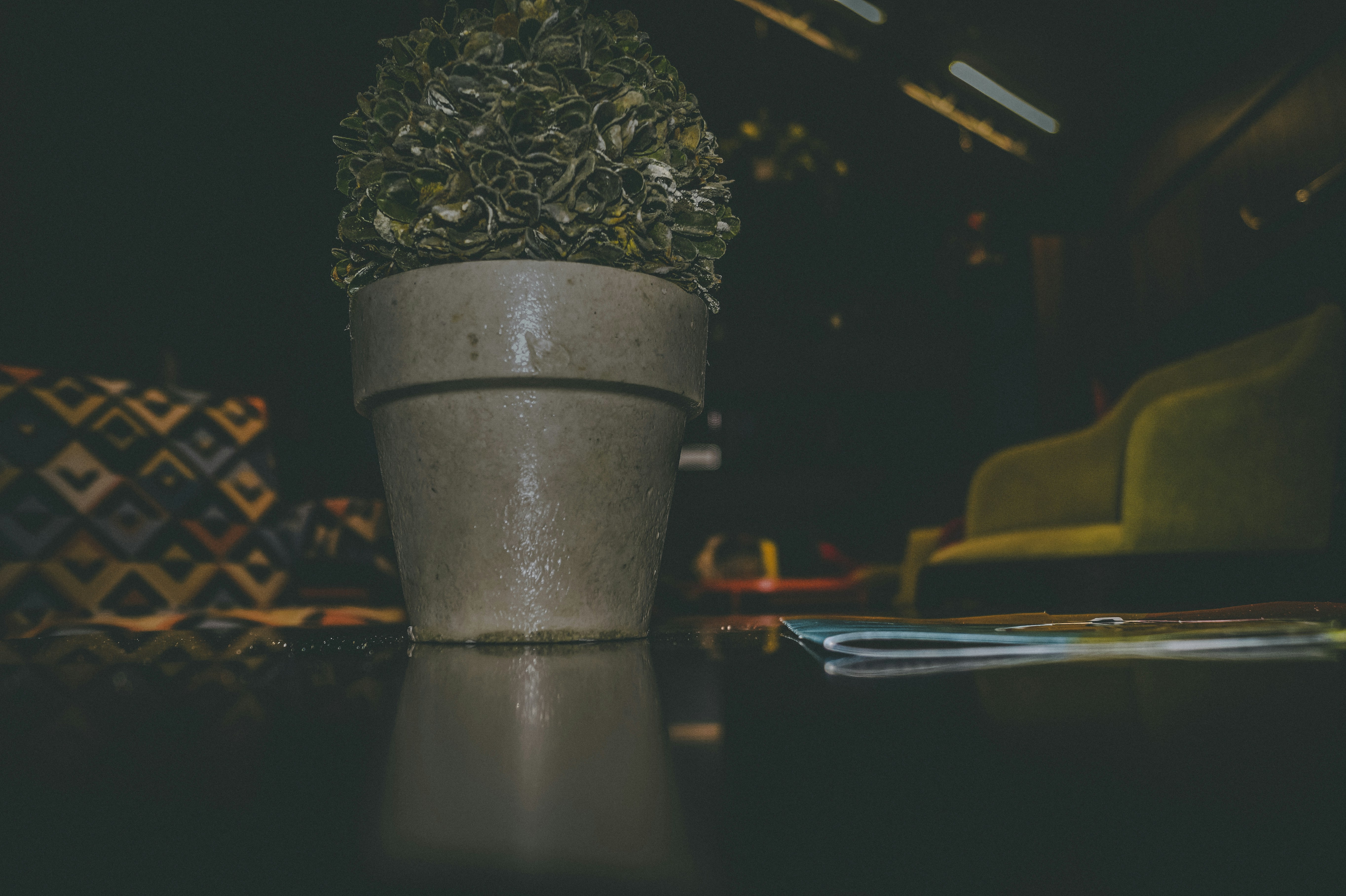 Kokedamas Artesanales