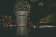 Close-up of a delicate green plant beside a cozy armchair in a softly lit therapy corner.