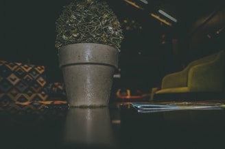 Close-up of a happy customer holding a lush green potted plant inside a cozy living room.
