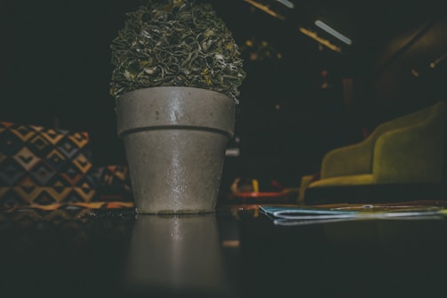 A close-up of a beautifully crafted kokedama hanging in a bright room.