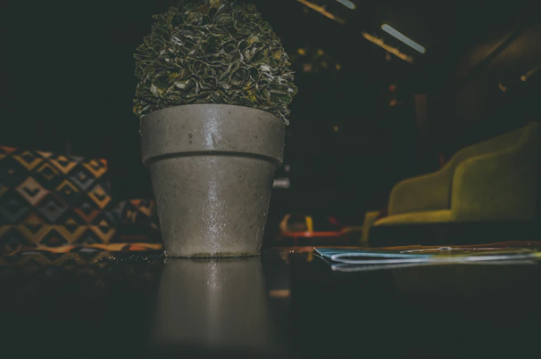 Close-up of a vibrant green indoor plant beside a cozy reading nook with soft natural light.