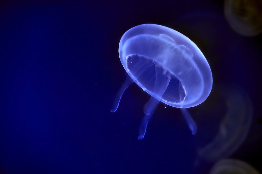 gray jellyfish graphic