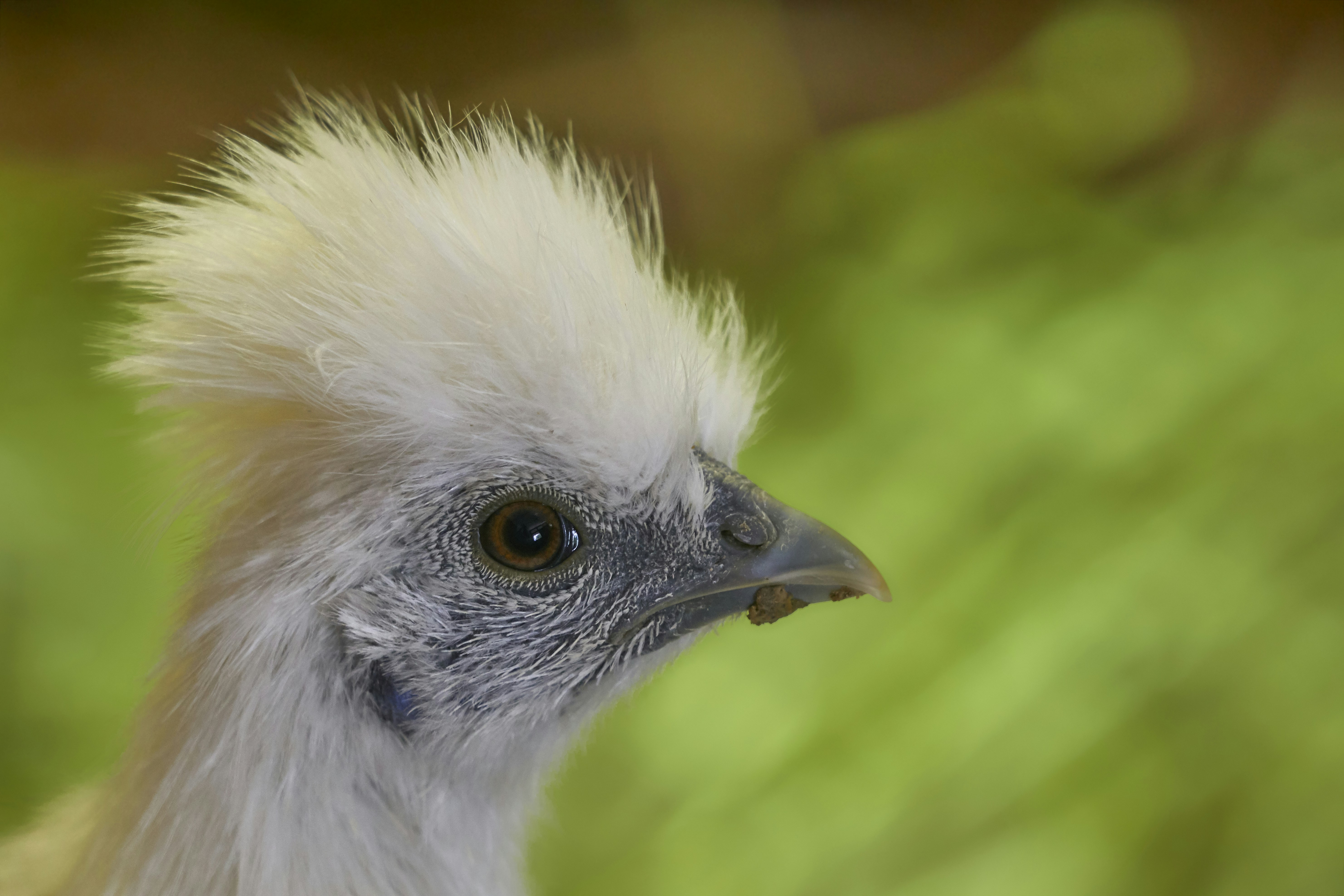 Photo by wolfgang_hasselmann