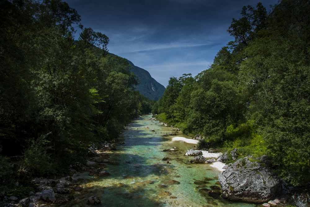 a river running through a lush green forest