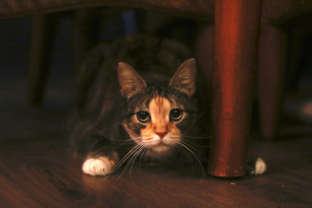 brown tabby cat under table