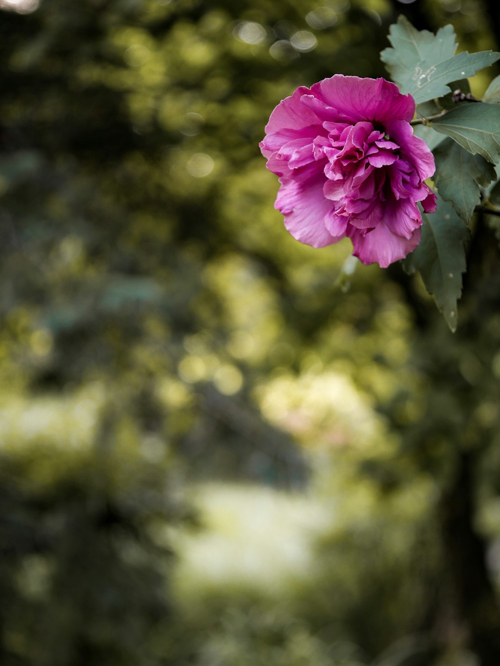 selective-focus photograph of pink flower