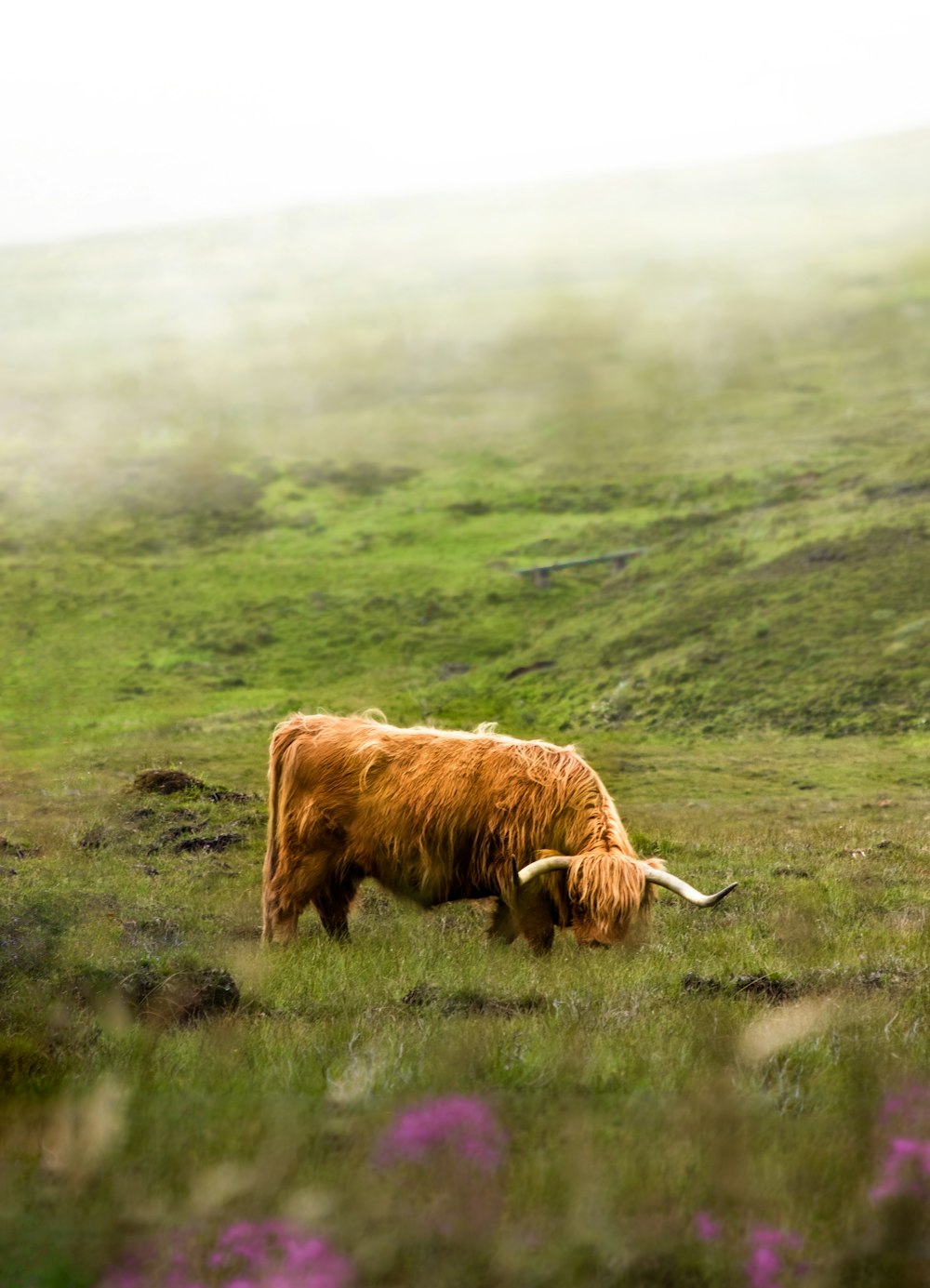 Brown animal photo – Free Scotland Image on Unsplash