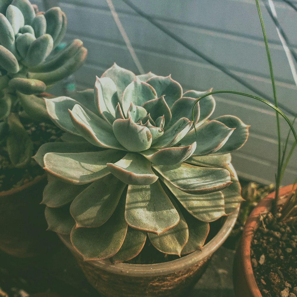 green succulent plant