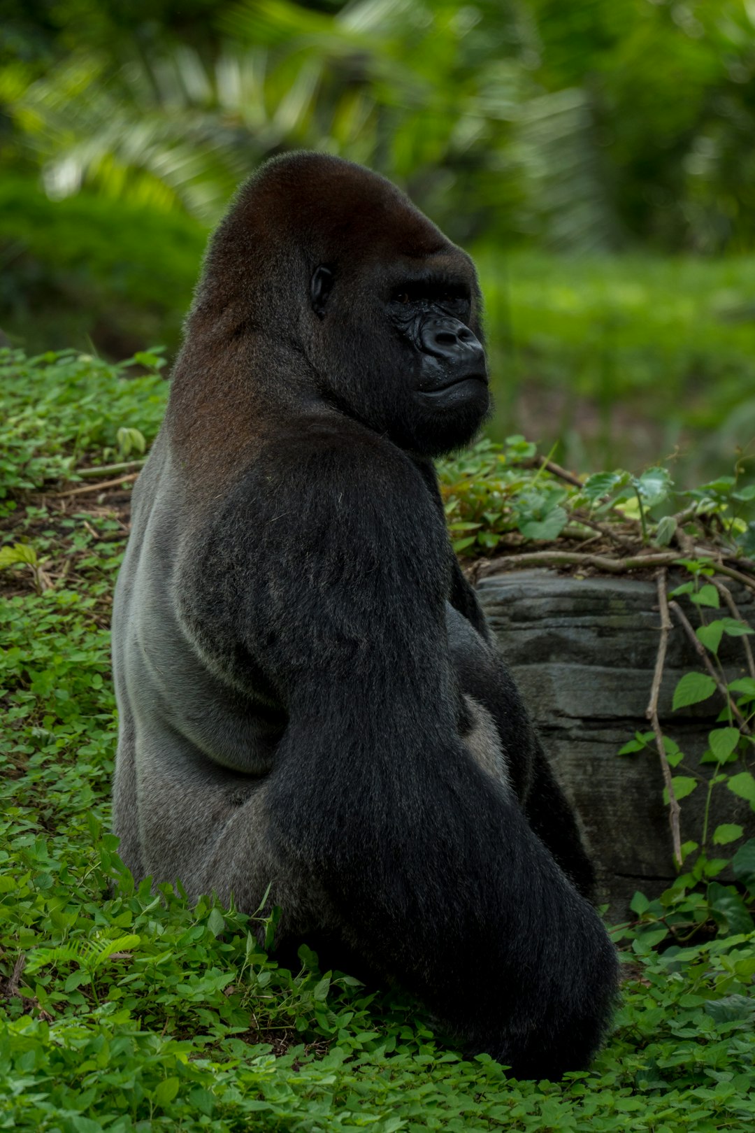  black ape gorilla