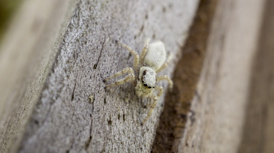 A small, light-colored spider is perched on a textured, wooden surface. The spider's body is covered with fine hairs, and it has distinctive dark markings on its head around the eyes.