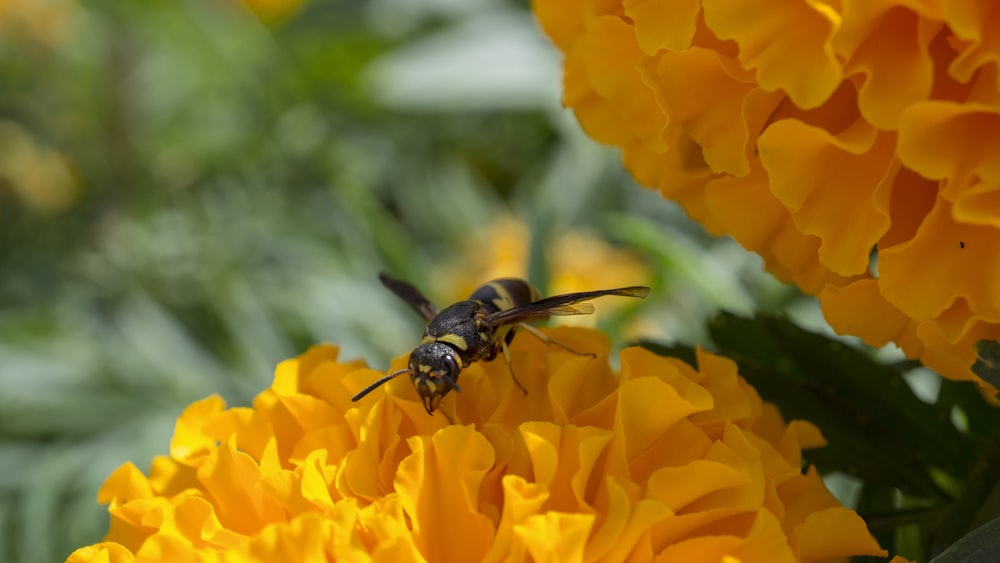 selective focus photo of bee on yellow-cluster flower