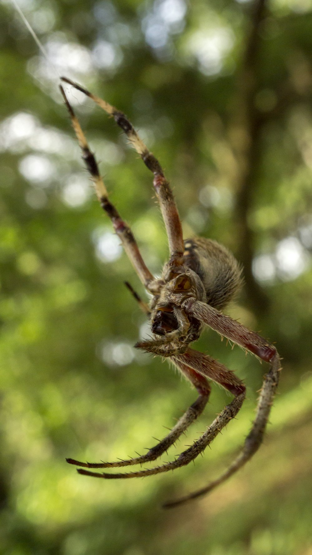 brown and black spider