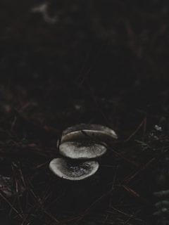 Close-up of koji spores gently growing on steamed rice grains in a dark, moody setting.