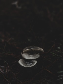 Close-up of koji spores gently growing on steamed rice grains in a dark, moody setting.
