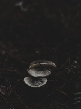 Close-up of intertwined mycelium threads glowing softly in a dark forest floor.