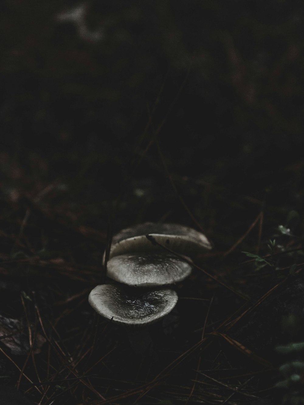 gray and black mushroom