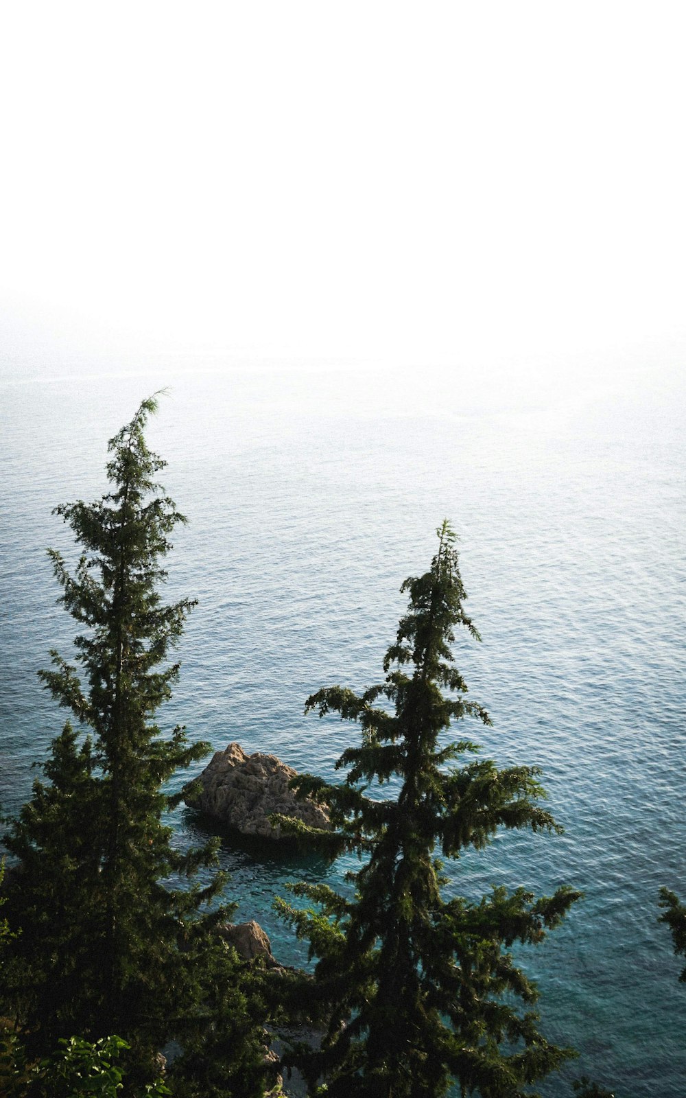 aerial photo of pine trees