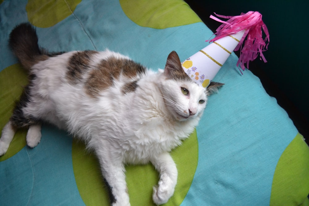 white and brown cat wearing white and pink party hat